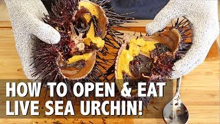 How to open and prepare LIVE Sea Urchin Uni
