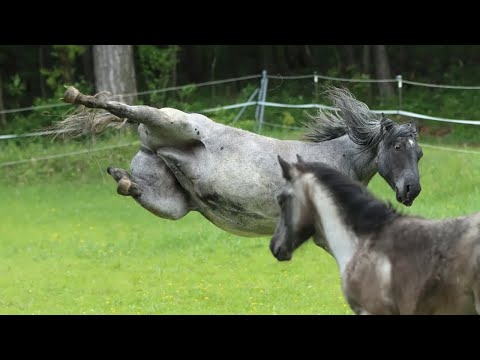 Meilleures vidéos de chevaux - ces chevaux drôles et mignons sont à voir absolument ! p11