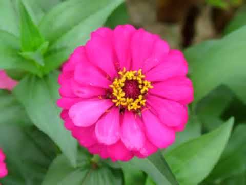 Kobujang Masih Muda 1985, Mary Intiang