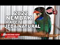 Masteran Tengkek Buto Gacor ️Jeda Natural ️Mudah Ditiru Masteran Cendet Juwara
