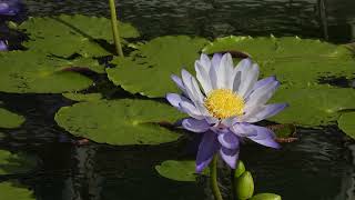 Gentle wind of the early fall 初秋のそよ風【4K/30fps】-2025/9/27-