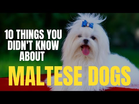 10 Things You Didn't Know About Maltese Dogs