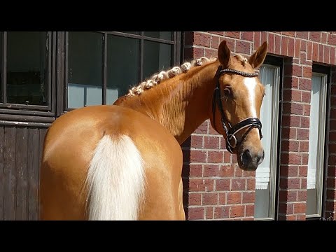 *sold* 4j. Wallach v. Qaside MD x Sandro Hit