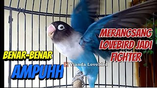 Download lagu Suara Burung Lovebird Ngekek Panjang ini, BENAR BENAR AMPUH MERANGSANG Lovebird Jadi FIGHTER mp3