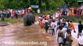 Elephant crossing Bavali river, Kottiyur