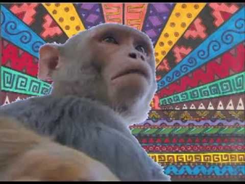 OSJB - Trip Maymun (2013)