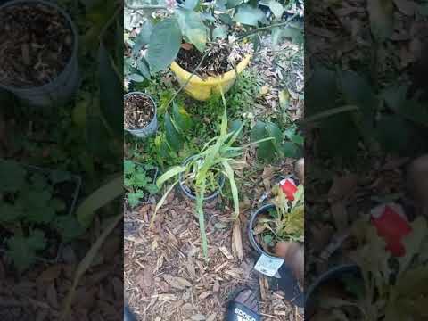 Grafted Red Navel Carra Orange unto Meyer Lemon.Carrie Mango update.