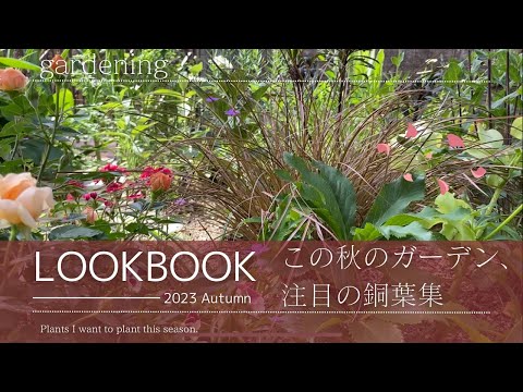 常緑低木 赤い庭 秋の10品種