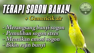 Download lagu Terapi SOGON bahan untuk merangsang bunyi SOGON agar cepat bunyi #terapisogon #terapisogonagarbunyi mp3