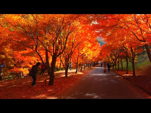 Japan's best autumn foliage, Lake Momiji daytime and illuminated!