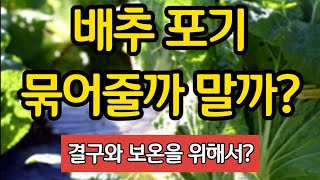 배추 포기 묶어줄까? 밀까?(결구와 보온을 위해서?)