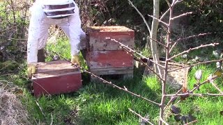 First Spring Inspection Of Bees In Rose Hives