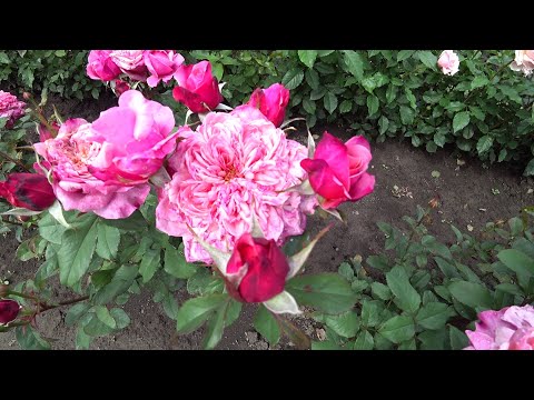 784 Miyabi Cha - РОЗЫ В МИНСКЕ! Саженцы, посадка, уход!