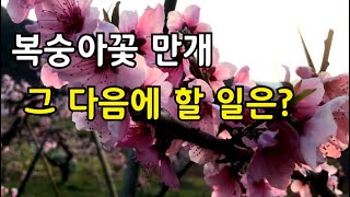 복숭아꽃 만개 후에 해야할 일은?