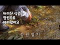 버려진 식물을 주어오기 l 새 친구를 들였어요 l garden diary ep4