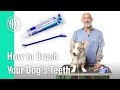 How To Brush Your Dog S Teeth AKC Vet S Corner