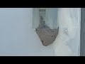 Bald-Faced Hornets Nesting Underneath Electrical Panel in Dayton, NJ
