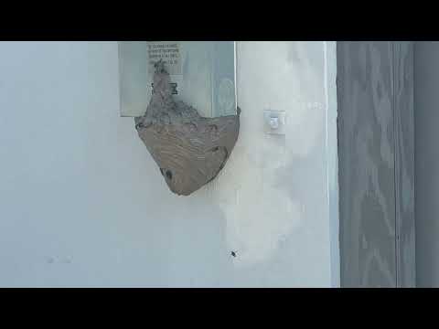 Bald-Faced Hornets Nesting Underneath Electrical Panel in Dayton, NJ