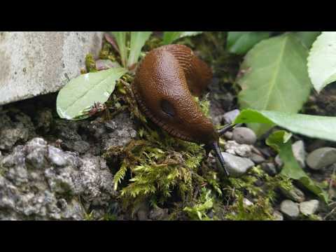 Arion Slug (Subgenus Arion)