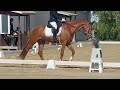 KWPN castrone di 5 anni - dressage - ottima opportunita