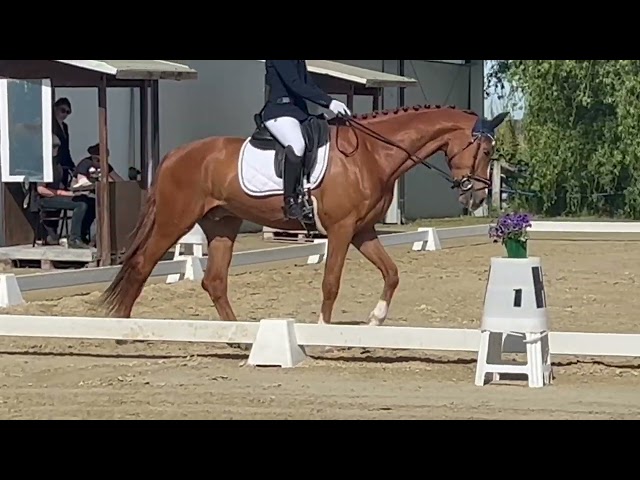 KWPN castrone di 5 anni - dressage - ottima opportunita