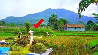Download lagu LUAR BIASA !! Aktivitas Warga Di Kampung Terpencil, Sejuk Indah Alam Desanya, Pedesaan Jawa Barat mp3