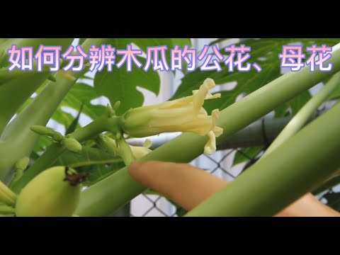 雌性和雄性开花黄瓜的描述 Farmer 雌性和雄性开花黄瓜的描述 Farmer