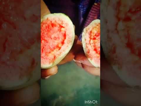 Rose Guava fruit cutting😋#shorts#satisfying
