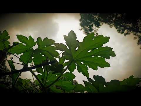 Barbaad song saiyaara violen ❤️