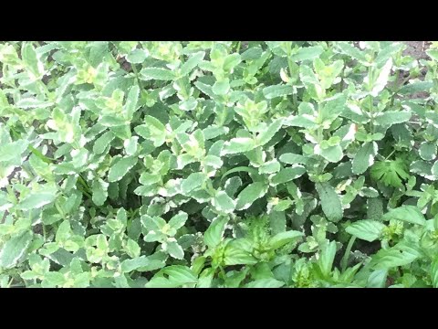 фото мята. травы  для сада,кухни,бани 0