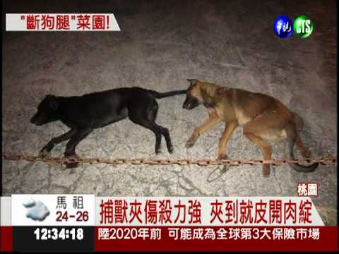 流浪狗地獄! 農田捕獸夾傷7狗