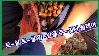 토~실토~실 알~밤을 주~워서 올테야 전원일기 인간극장 사노라면 귀농귀촌,