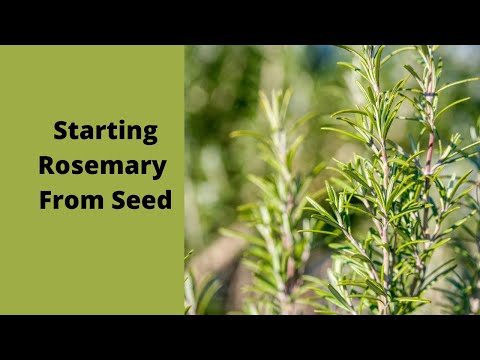 How to start Rosemary from seed the easy and fast way