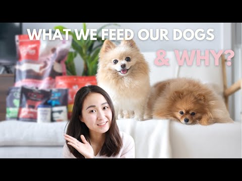 What We Feed Our Dogs Daily? Pomeranian Diet & Nutrition Guide
