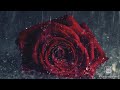 Beautiful Picture Of Red Roses Picture Of Rose