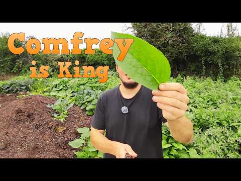 Comfrey Roots, Crowns & Plants - Watch Video - Image 2