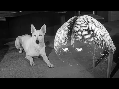 1957 - The Brain from Planet Arous - It Will Steal Your Body And Damn Your Soul!