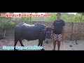 Murrah Buffalo For Sale Price 87 000 Joginder Rana Dairy Farm