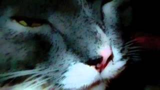 Modest Mouse (Mice eat Cheese)