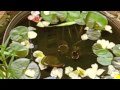 Community Gardens In The Lower East Side Of Manhattan NY 2011