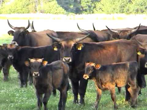 Feuchtgebiete mal anders - Aueroxen on tour zurück zur Natur