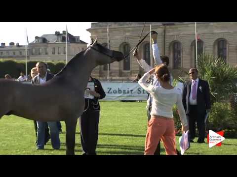 N.66 ETERNIS - Chantilly 2015 AWC - Colts 3 years old (Class 8)