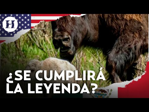 ¡Nace un búfalo blanco en Yellowstone! Conoce la leyenda detrás del nacimiento