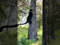 A panther walks on a tree vertically😁