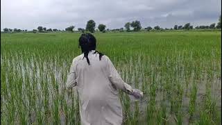 How a Pakistani farmers work in the rice 🍚🌾 field