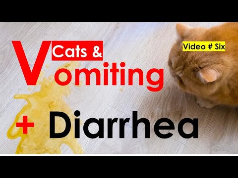 Why is my cat vomiting and having diarrhea at the same time? [Video six]