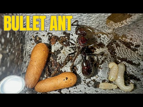 Bullet Ant Worker Ants Soon? -  Paraponera Clavata update