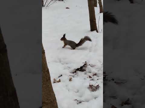 Fall Nature Squirrel II_long #squirrel #nature