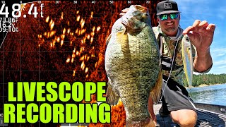 Watch these GIANT Bass go into a Topwater Feeding FRENZY! (Livescope Recording)