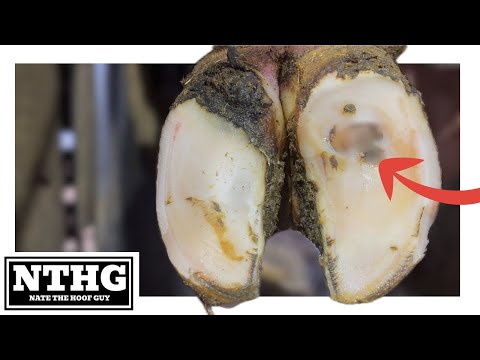 Three HOOVED LADIES took the ROCKY ROAD